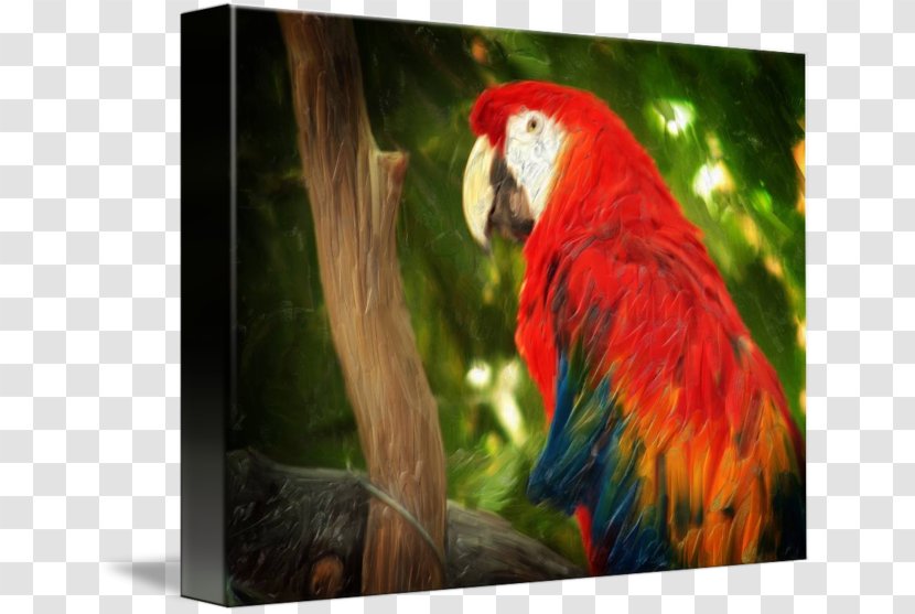 Macaw Bird Parakeet Art Imagekind - Watercolor Transparent PNG