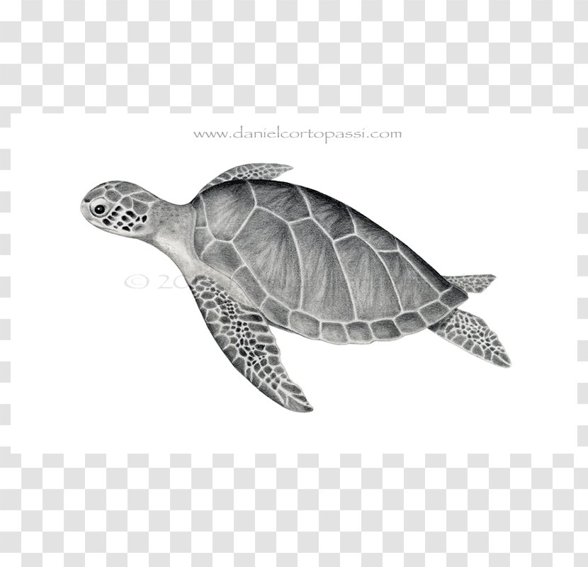 Loggerhead Sea Turtle Emydidae Green Transparent PNG