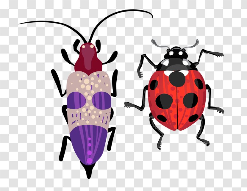 Beetle Drawing Illustration - Royaltyfree - Ladybug Transparent PNG