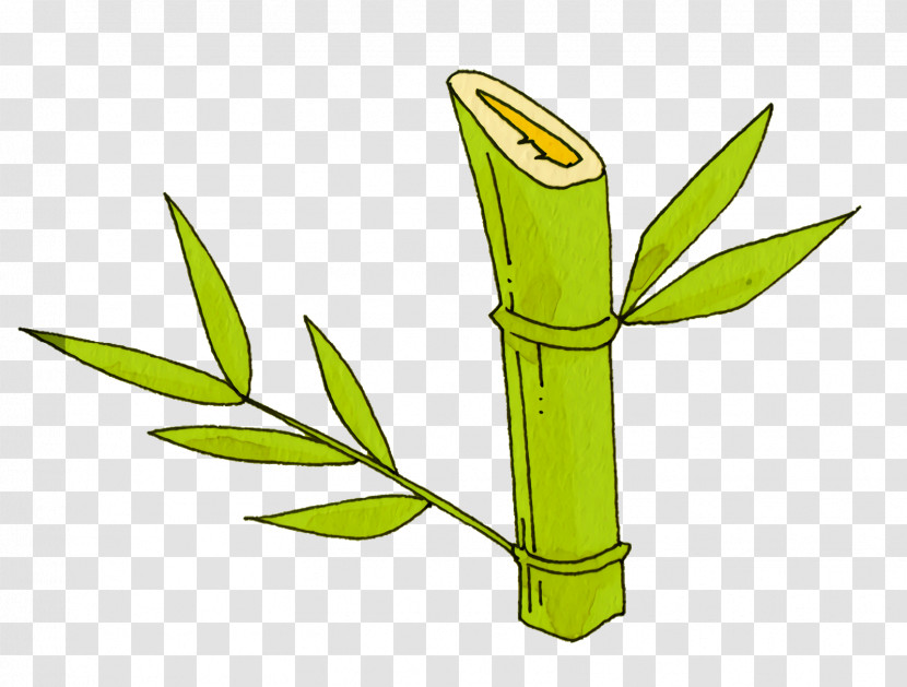 Leaf Plant Stem Grasses Herbal Medicine Plants Transparent PNG