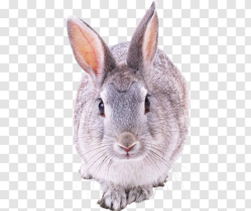 Hare Angora Rabbit French Lop - Whiskers Transparent PNG