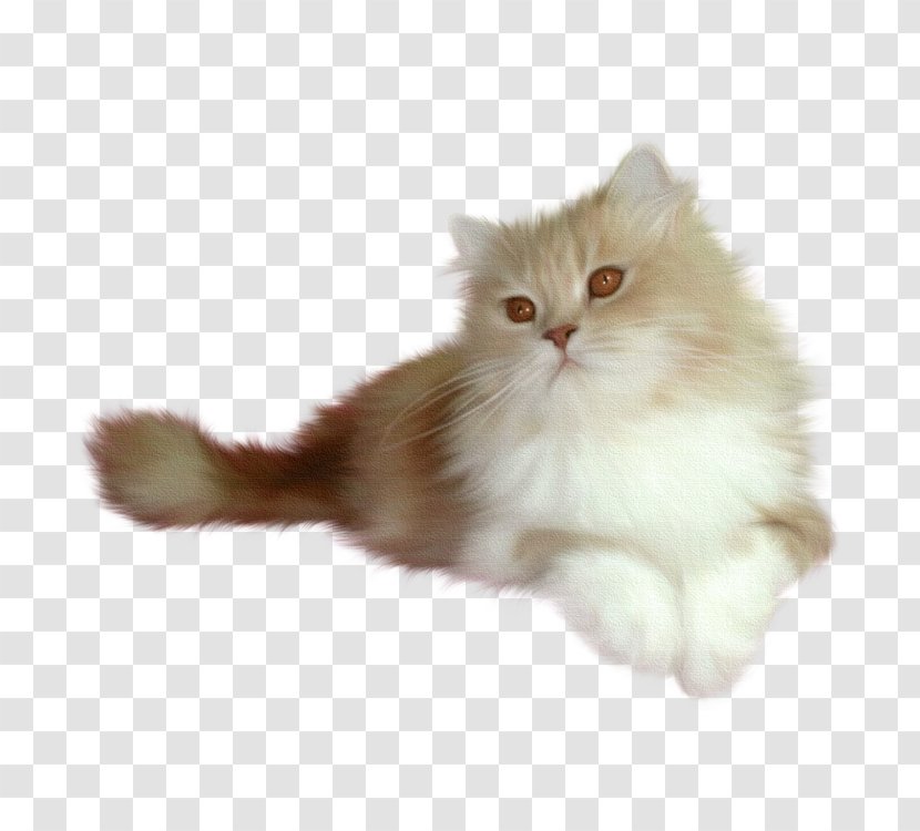 British Shorthair Scottish Fold Persian Cat American Whiskers - Cute Transparent PNG