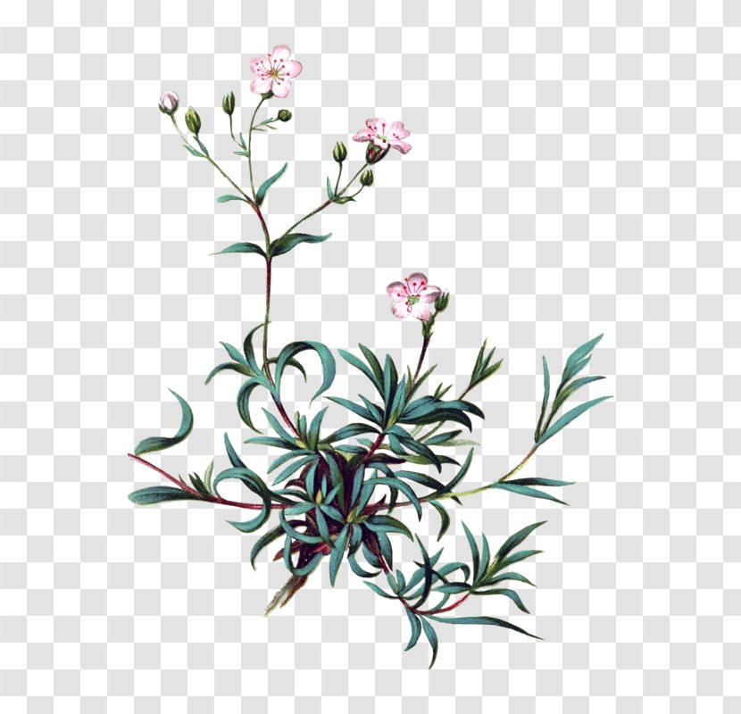 Gypsophila Repens Paniculata Muralis Perennial Plant Stock Photography - Baby Sbreath - Shrub Transparent PNG