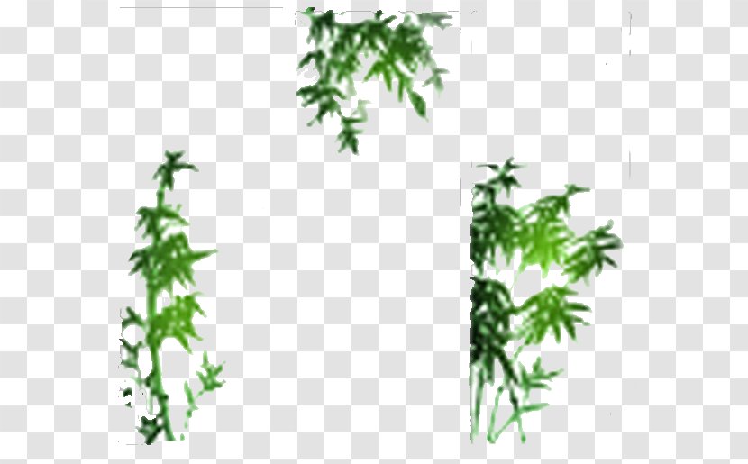 Photography Bamboo Drawing - Green - Ink Transparent PNG