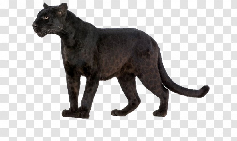 Leopard Wildcat Black Panther Felidae - Cheetah Transparent PNG