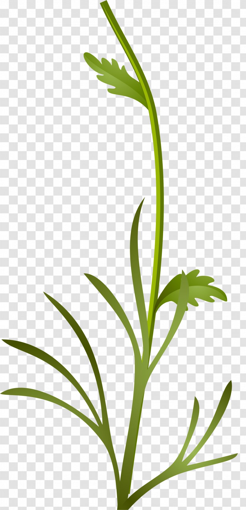 Grasses Sweet Grass Plant Stem Leaf - Herbalism Transparent PNG