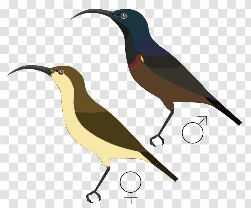 Beak Clip Art - Bird - Nectar Transparent PNG