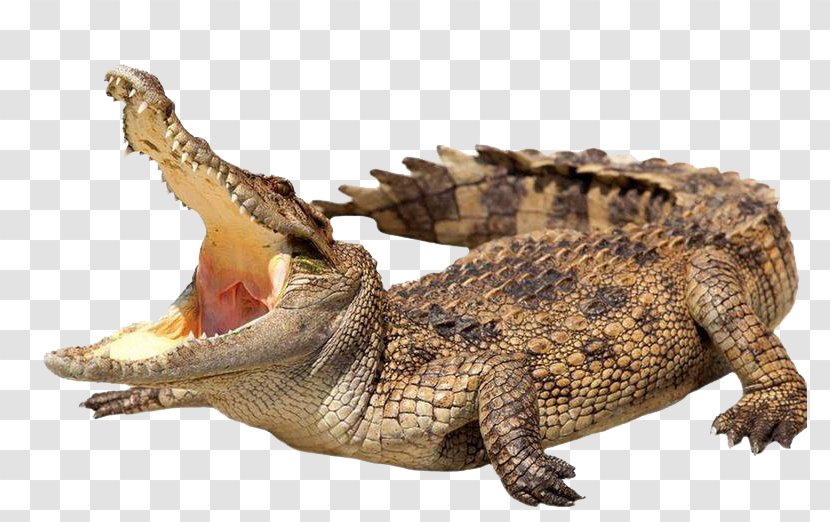 Crocodile Alligator Stock Photography Stock.xchng Royalty-free - Crocodiles - Wild Transparent PNG
