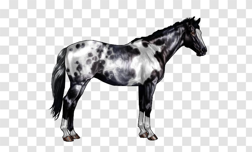 Appaloosa Horse Markings Roan Chestnut Equine Coat Color - Pattern Transparent PNG