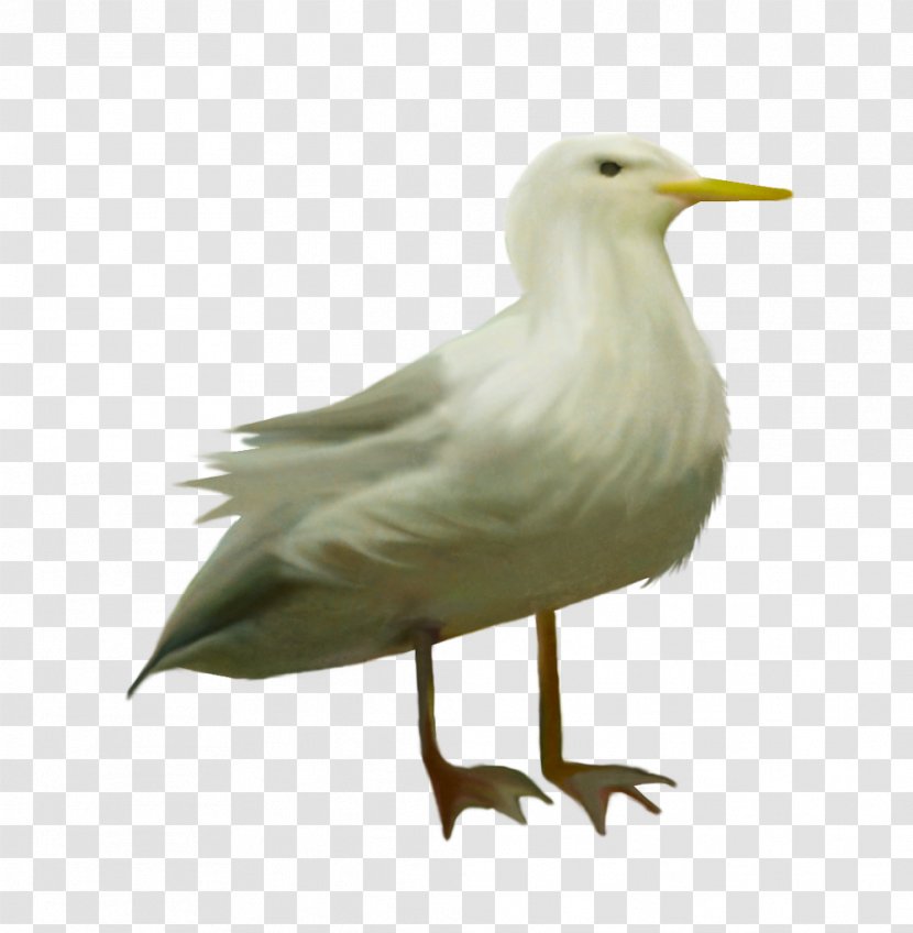 European Herring Gull Columbidae Bird Domestic Pigeon - Doves As Symbols Transparent PNG