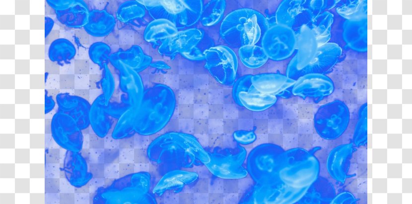 Beasts And Super-Beasts Jellyfish Blue Marine Biology E-book - Aqua - Dream Transparent PNG