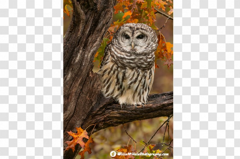 Barred Owl Bird Of Prey Animal - Tree - Dragonfly Transparent PNG