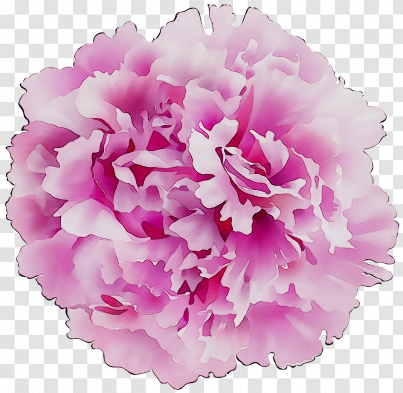 Carnation Cut Flowers Floral Design Flower Bouquet - Plants - Pink M Transparent PNG