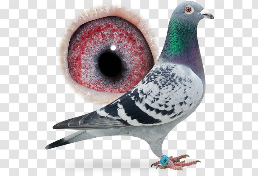Rock Dove Racing Homer Homing Pigeon Columbidae - Grandchild Transparent PNG