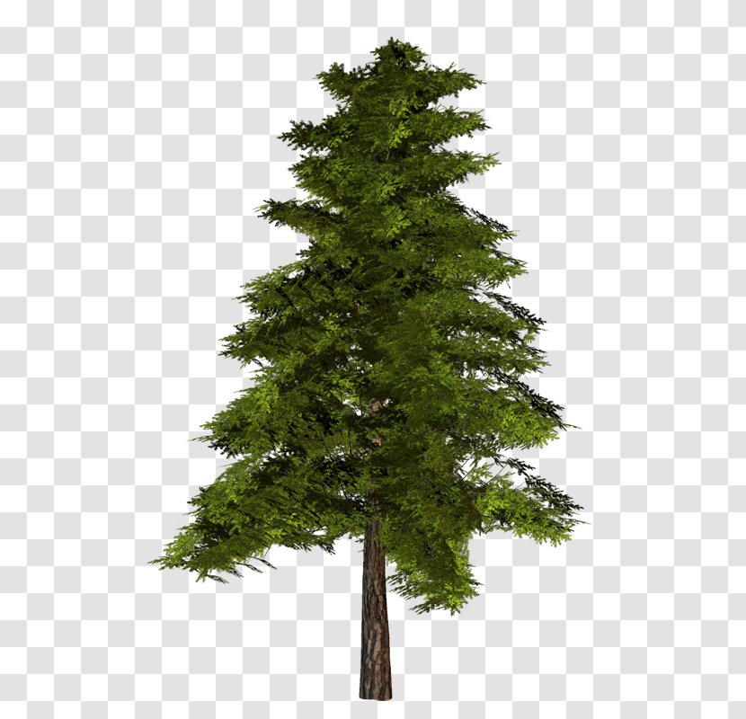 Pine Tree Clip Art - 3d Computer Graphics Transparent PNG