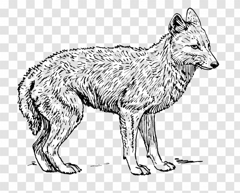 Wolf Coyote Clip Art Red Fox Jackal - Black And White Transparent PNG