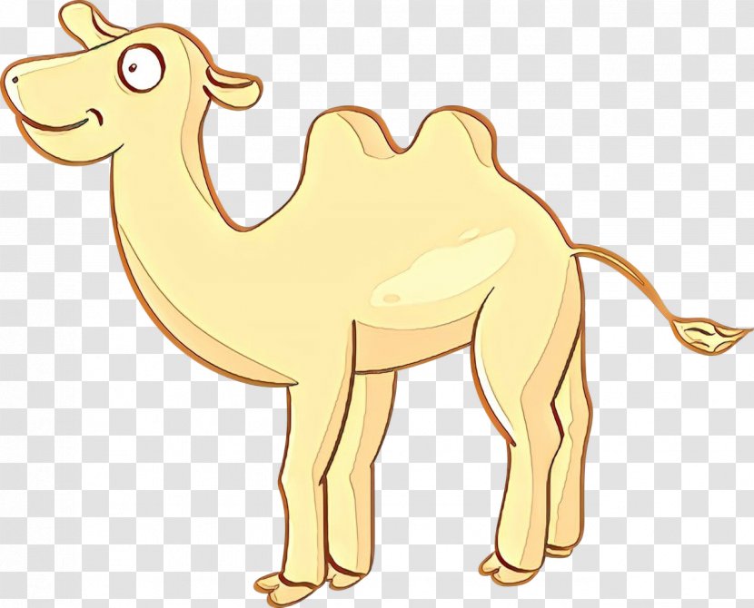 Dromedary T-shirt Desert Drawing Camel - Terrestrial Animal - Decamellos Transparent PNG