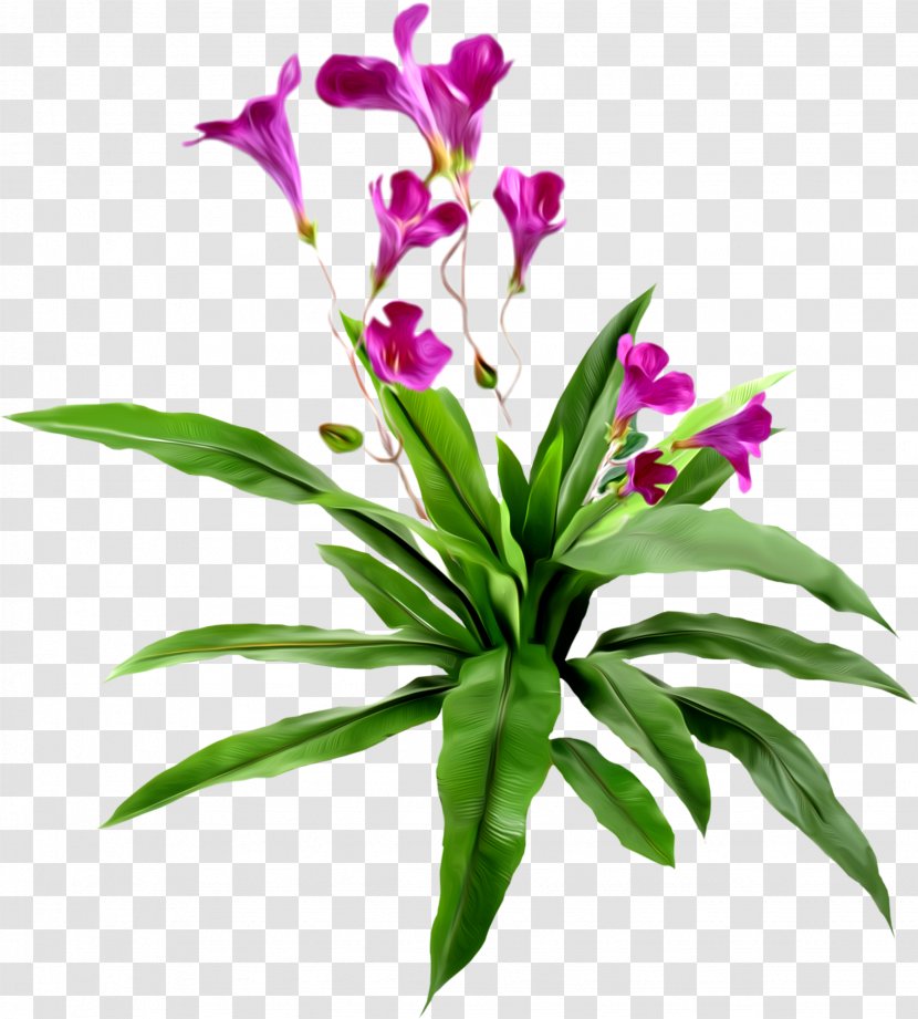 Clip Art - Flowering Plant - Gladiolus Transparent PNG