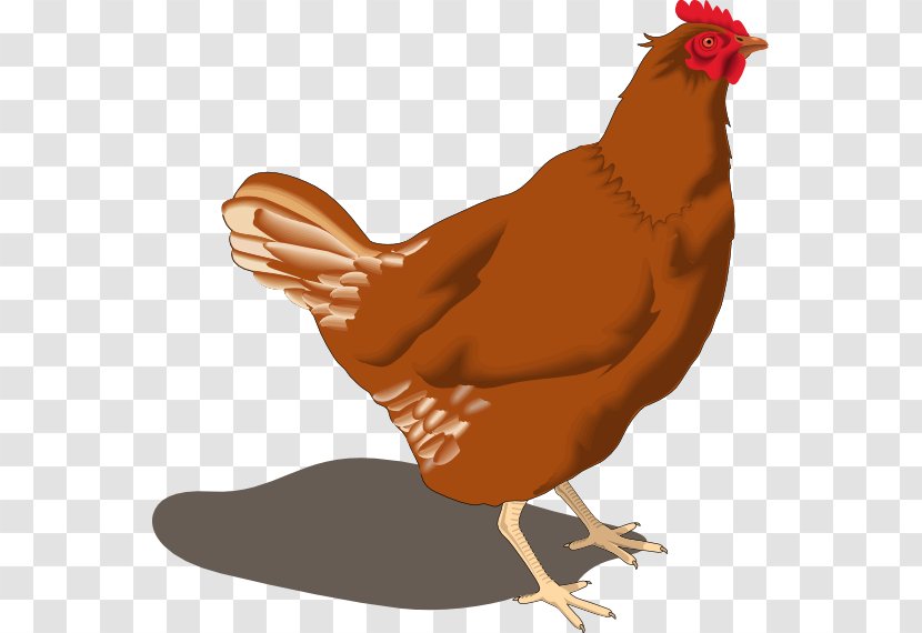 Chicken Hen Clip Art - Free Content - Ro Cliparts Transparent PNG