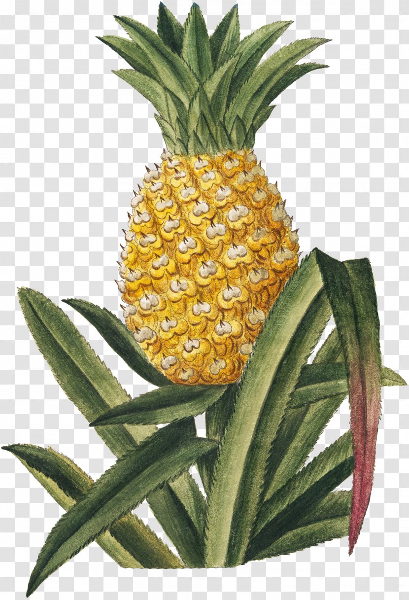 Pineapple Tropical Fruit Hortus Romanus - Ananas Transparent PNG