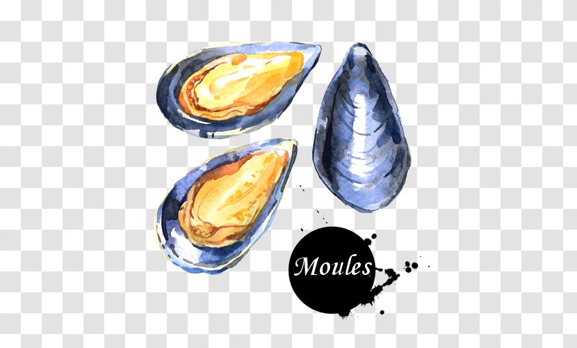 Watercolor Drawing - Mussel - Shell Invertebrate Transparent PNG