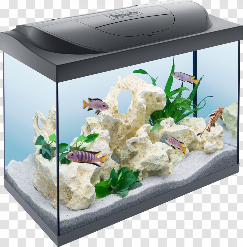 Reef Aquarium Tetra Keeping Goldfish - Air Pump - Pictures For Drawing Transparent PNG
