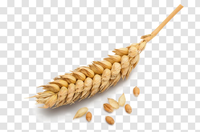 Ear Wheat Barley Cereal - Food Grain Transparent PNG