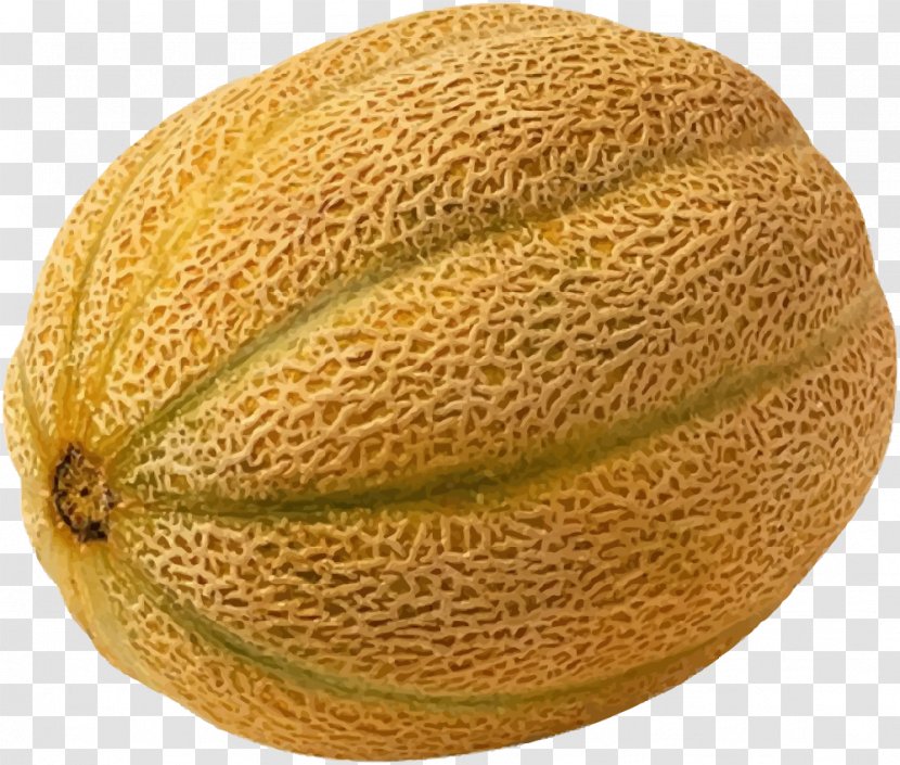 Cantaloupe Honeydew Hami Melon Galia Cucumber - Zucchini - Vector Elements Fruit Transparent PNG