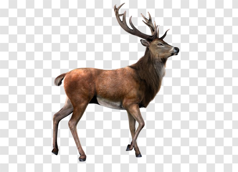 Deer Moose - Mammal - Image Transparent PNG
