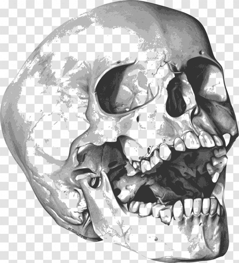 Skull Drawing Art Clip - Jaw - Bones Transparent PNG