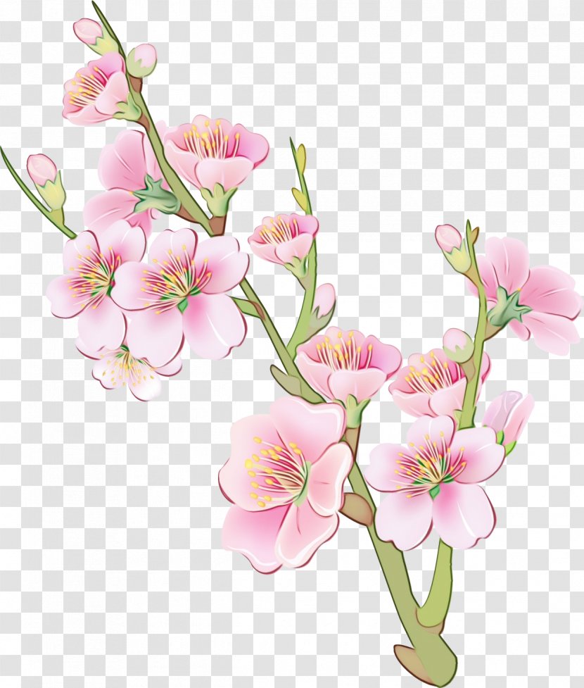 Flower Flowering Plant Cut Flowers Pink - Watercolor - Stem Sweet Pea Transparent PNG
