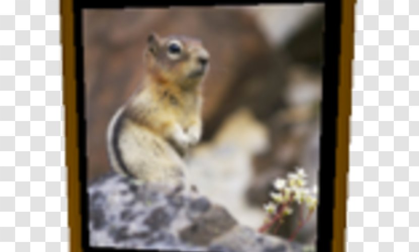 Chipmunk Fox Squirrel Fauna Wildlife Transparent PNG