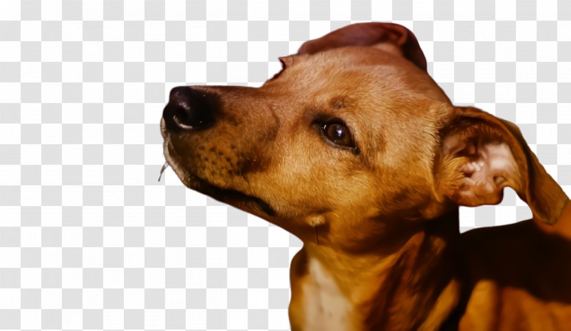 Dog Breed Head Snout Nose - German Pinscher Ear Transparent PNG
