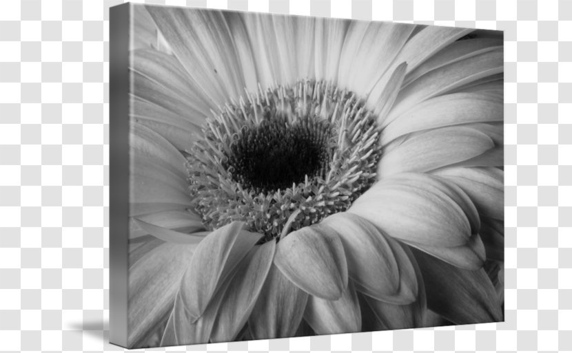 Black And White Nature Photography - Gerbera - Flower Transparent PNG