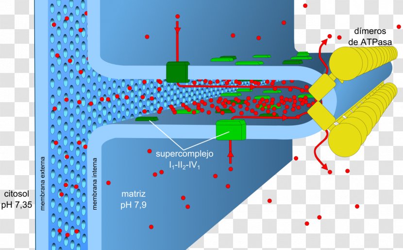 Oxidative Phosphorylation Adenosine Triphosphate Metabolism ATP Synthase - Diagram - Energy Transparent PNG