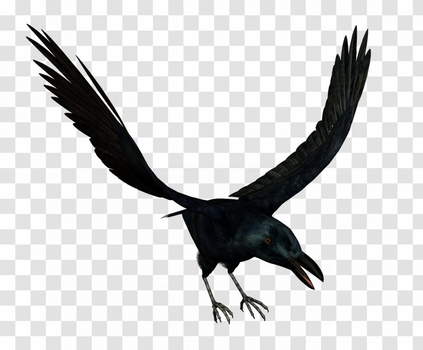 Bird Crows Download - Of Prey Transparent PNG