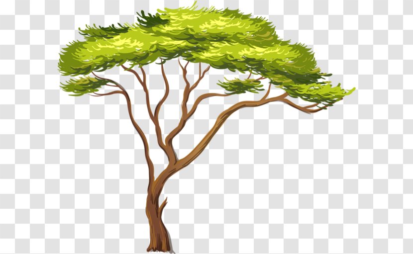 African Trees Clip Art - Houseplant - Africa Transparent PNG