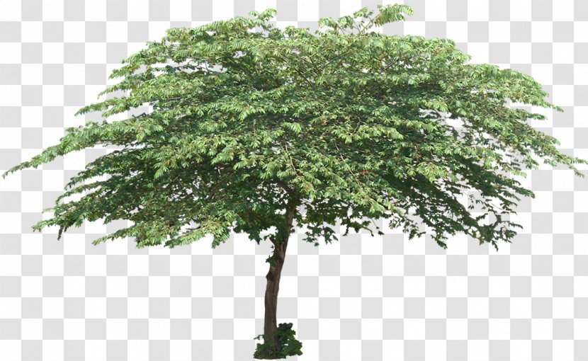 Muntingia Calabura Tree Plant Shrub Trunk - Shade Transparent PNG