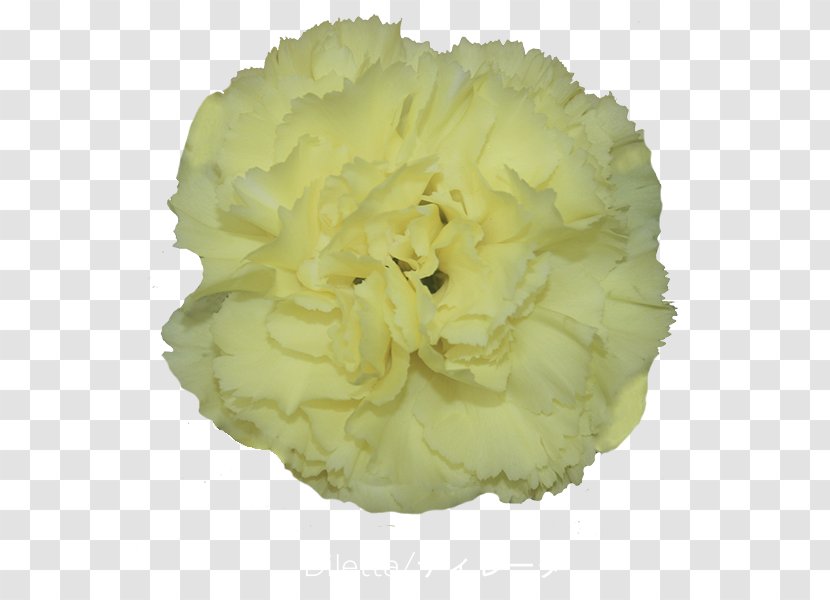 Carnation Cut Flowers Greenhouse Petal - Flower Transparent PNG