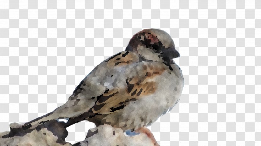 Feather - House Sparrow Transparent PNG