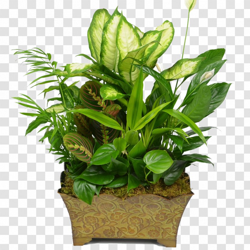 Floristry Flowerpot Houseplant Garden - Aquatic Plants Transparent PNG