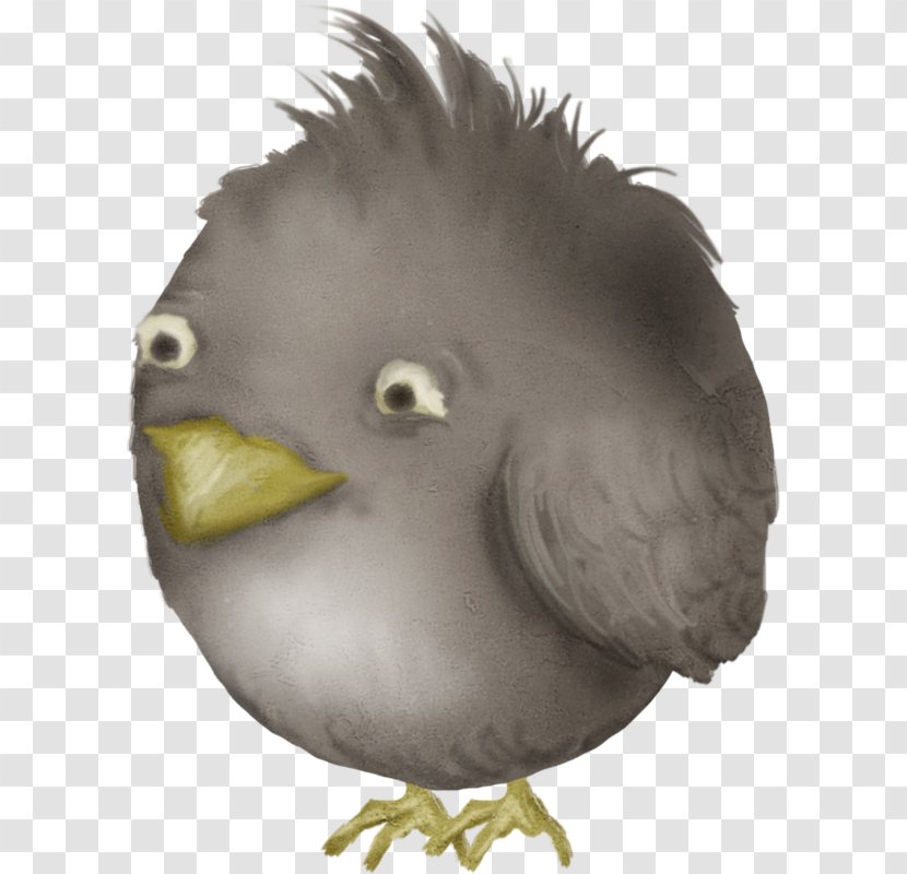 Angry Birds - Feather - Bird Transparent PNG