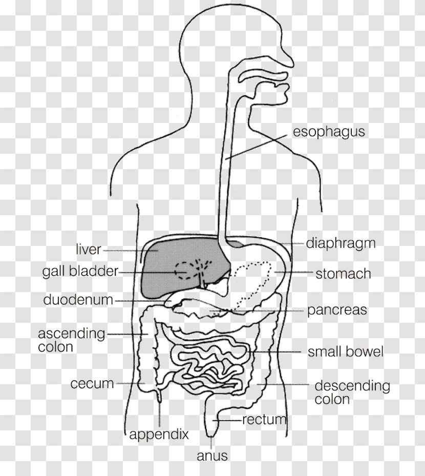 Gastrointestinal Tract Large Intestine Diagram Small Disease - Flower - Watercolor Transparent PNG