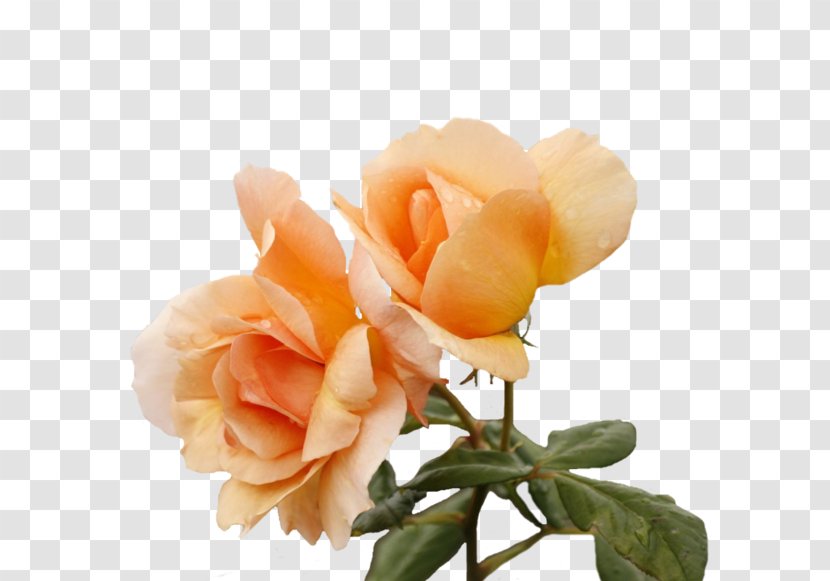 Garden Roses Centifolia Floribunda Flower - Peach Transparent PNG