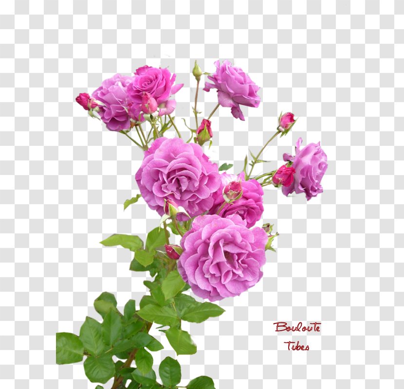 Garden Roses Cabbage Rose China French Floribunda - Pink - Flower Transparent PNG