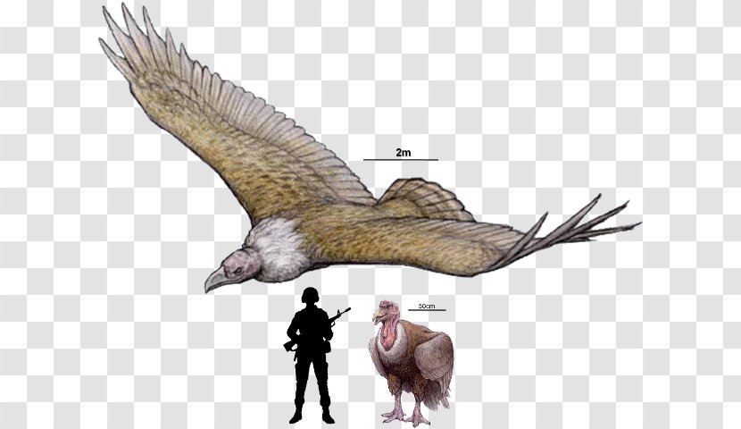 Argentavis Magnificens ARK: Survival Evolved Quetzalcoatlus Dinosaur Haast's Eagle - Fauna - Bird Monster Transparent PNG