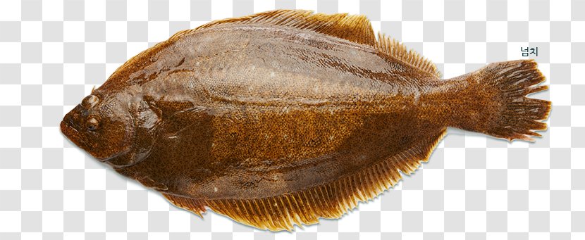 Olive Flounder Ridged-eye Sole Seafood - Captain's Catch Transparent PNG