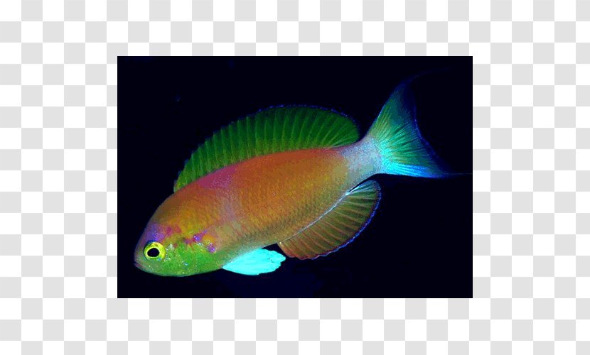 Fishing Pomacentridae Coral Reef Fish Aquariums Transparent PNG