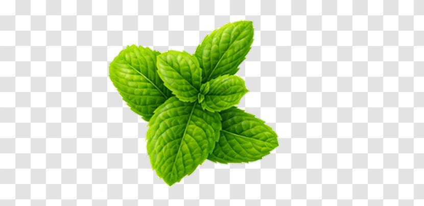 Mint Cough Syrup Image - Pharmaceutical Drug - Leaf Transparent PNG