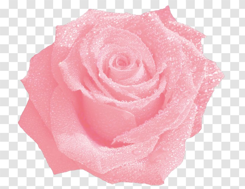 Garden Roses Cabbage Rose Cut Flowers Petal - Dew - Flower Transparent PNG